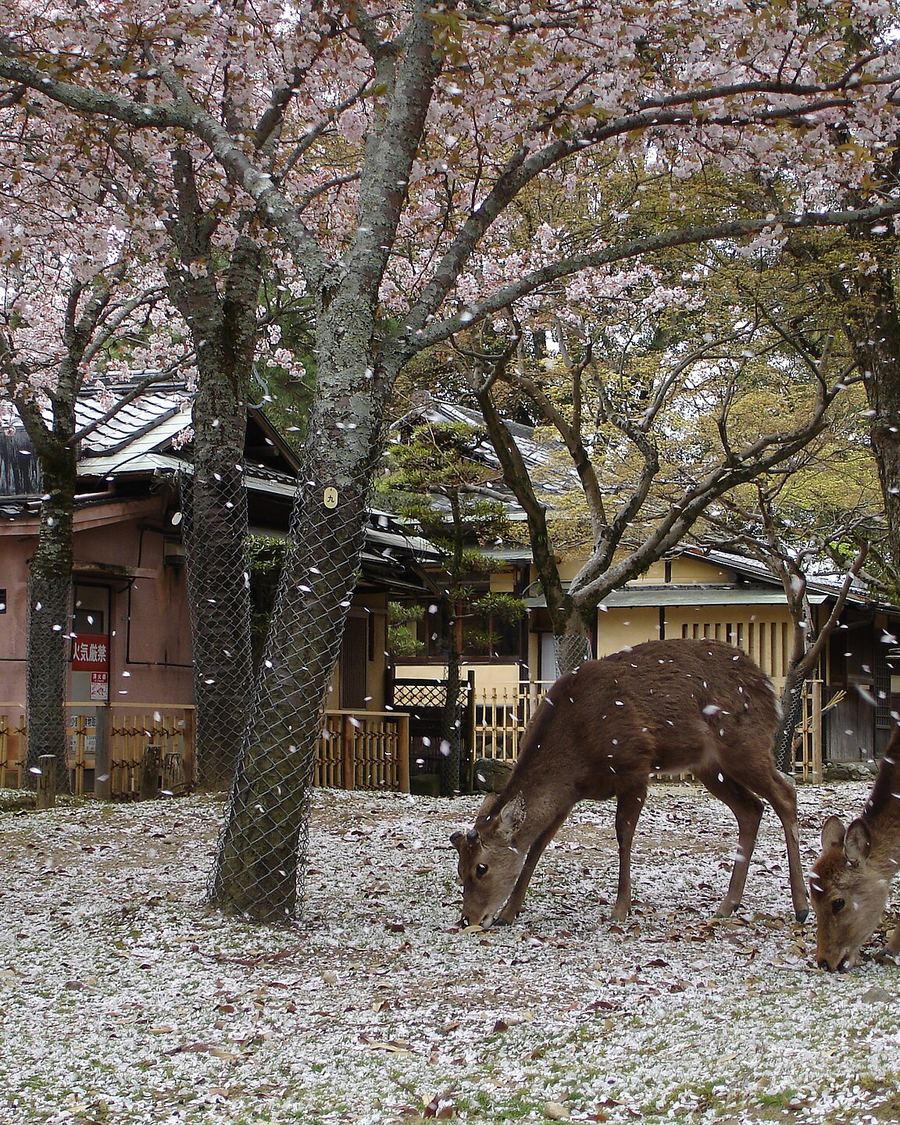Ciervos en el parque de Nara