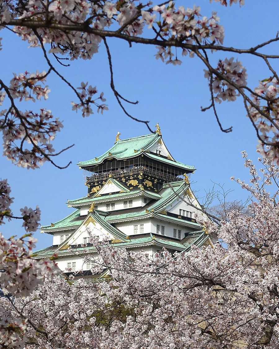 Castillo de Osaka con cerezos