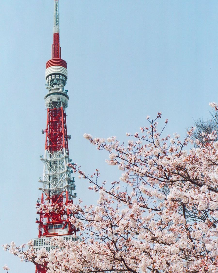 Tokyo con cerezos en flor