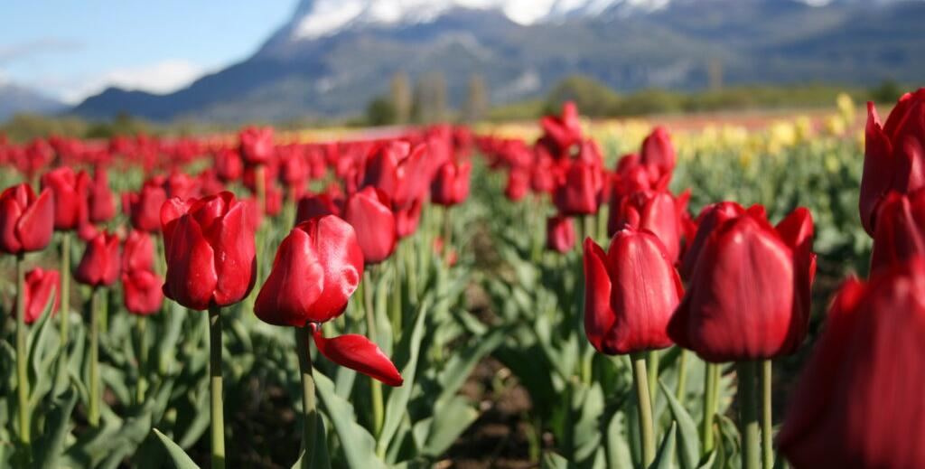 Campo de tulipanes en Trevelin